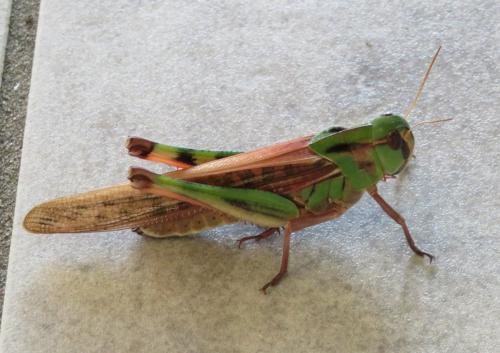 Réf. 348 157 : Locusta migratoria