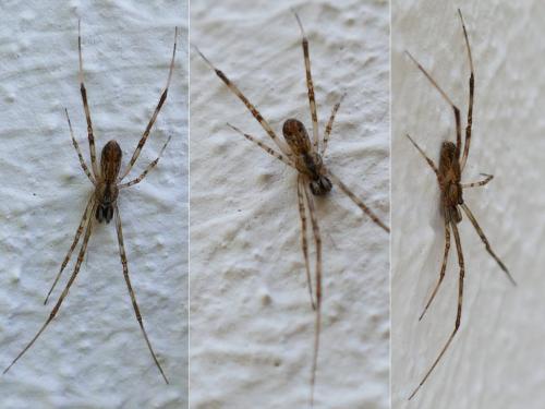 Episinus maculipes