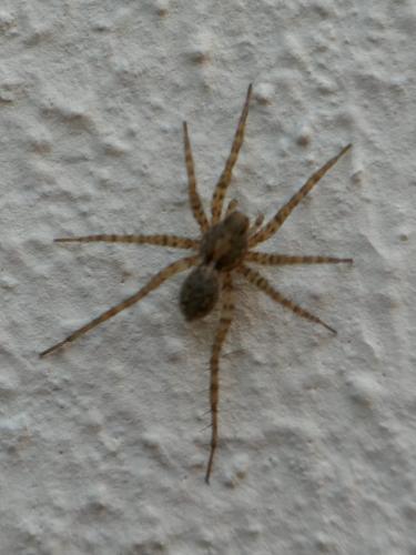 Pardosa sp.