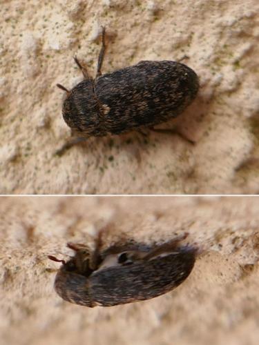 Réf. 348 283 : Dermestes mustelinus