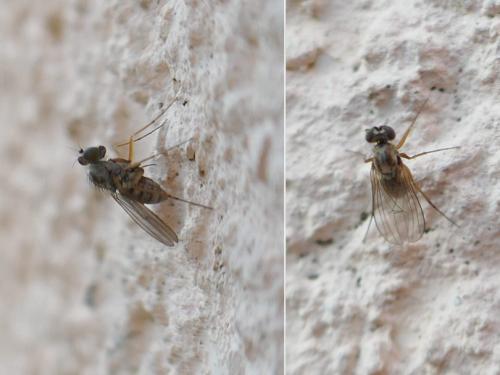 Réf. 348 285 : Medetera flavipes