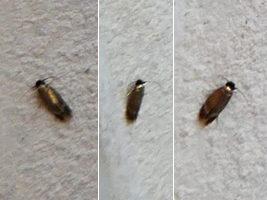 Réf. 348 579 : Stigmella sp.