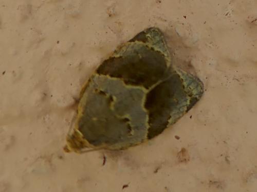 Réf. 348 375 : Clepsis dumicolana