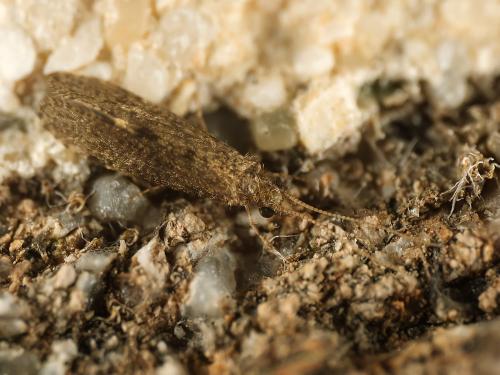 Ecnomus tenellus