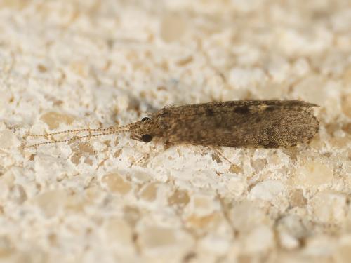 Réf. 348 279 : Ecnomus tenellus