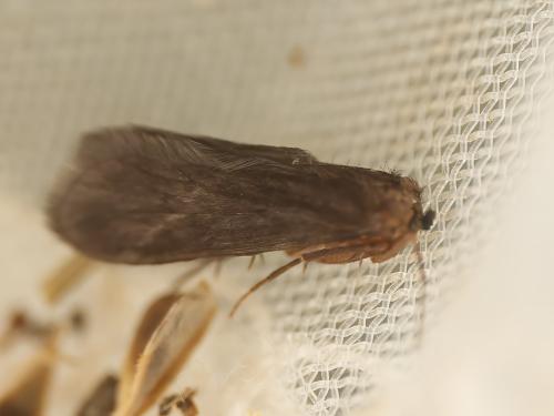 Lype sp.