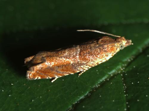 Réf. 348 724 : Epinotia tenerana