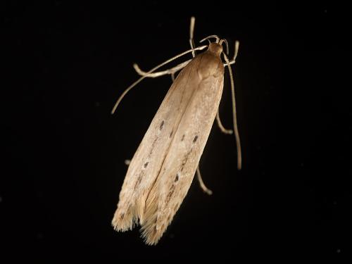 Limnaecia phragmitella