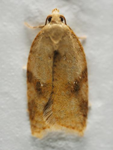 Acleris sp.