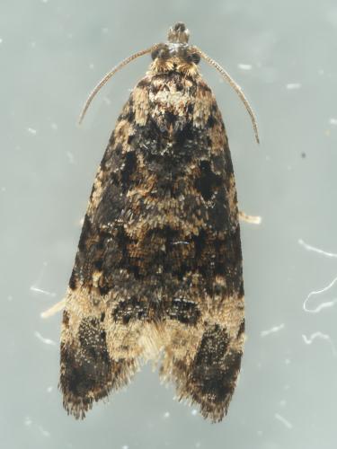 Réf. 348 725 : Endothenia sp.