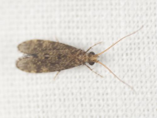 Ecnomus tenellus