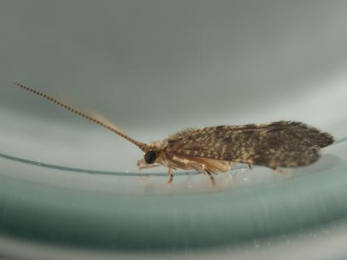 Ecnomus tenellus