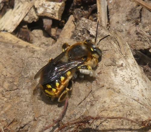 Réf. 348 476 : Anthidium manicatum