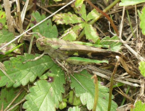 Réf. 348 414 : Aiolopus strepens