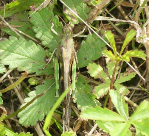 Aiolopus strepens