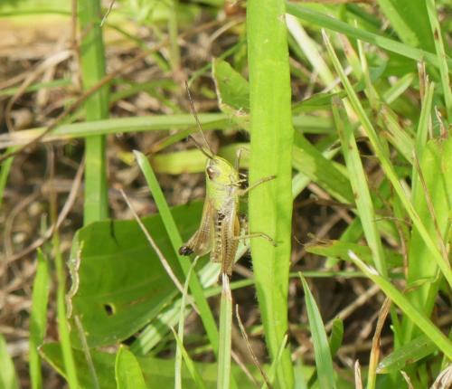 Réf. 348 410 : Pseudochorthippus parallelus parallelus