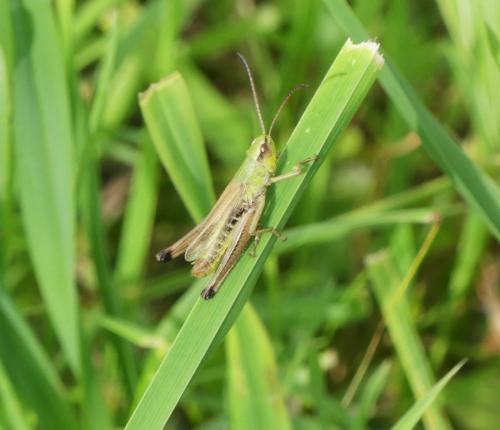 Réf. 348 411 : Pseudochorthippus parallelus parallelus