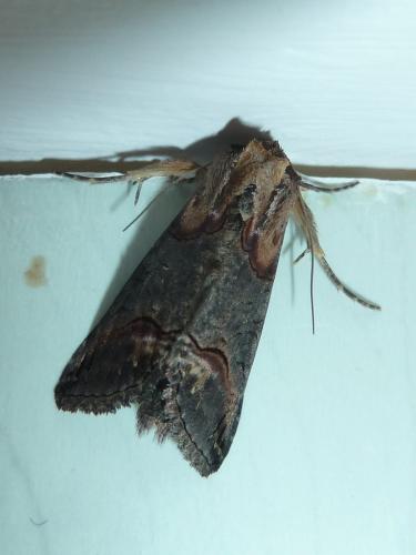Abrostola triplasia
