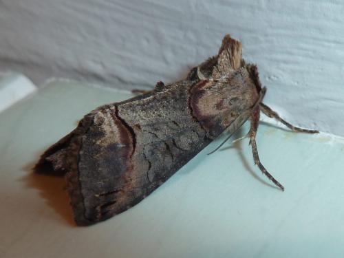 Abrostola triplasia