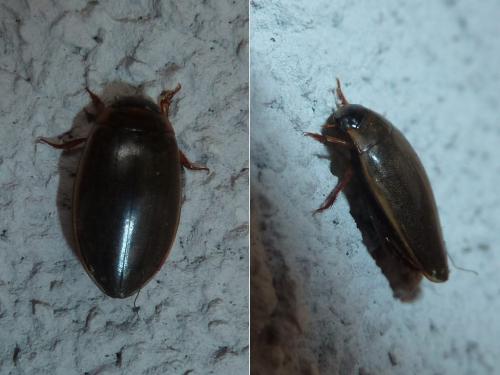 Rhantus suturalis