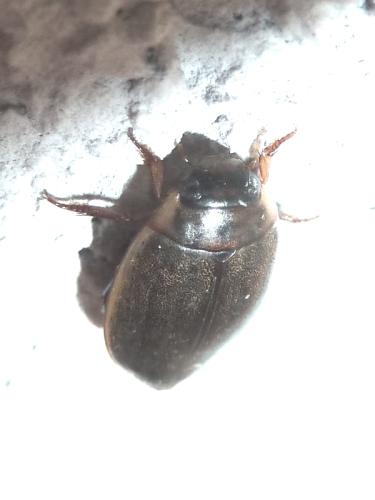 Rhantus suturalis