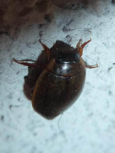 Rhantus suturalis