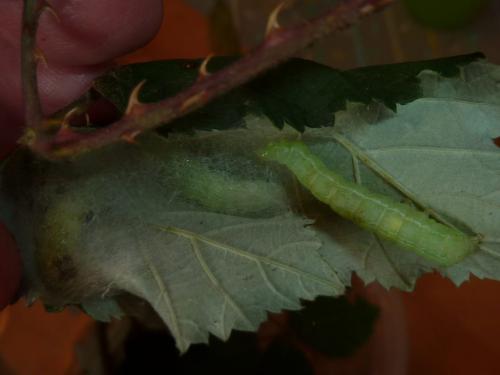 Chrysodeixis chalcites