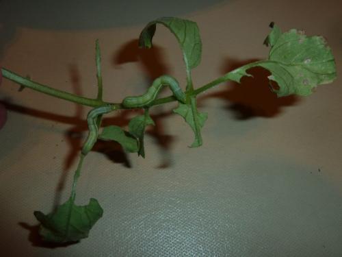 Réf. 348 268 : Chrysodeixis chalcites