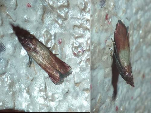 Réf. 348 559 : Plodia interpunctella