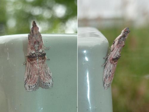 Réf. 348 408 : Nephopterix angustella