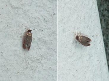 Réf. 348 563 : Stigmella sp.