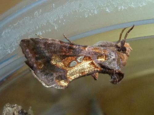 Réf. 348 270 : Chrysodeixis chalcites
