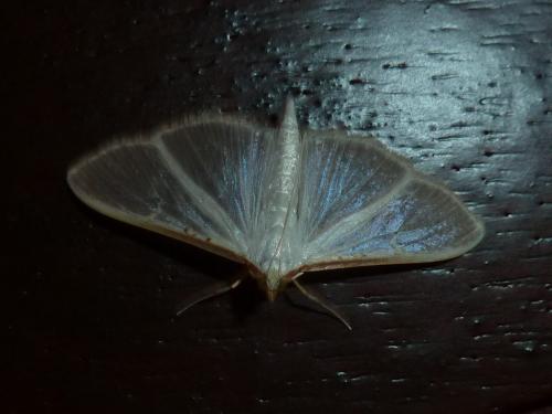 Palpita vitrealis