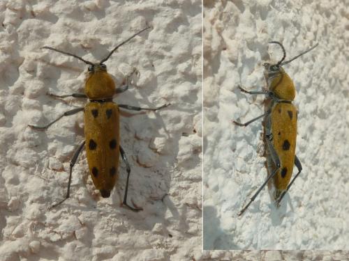 Chlorophorus glabromaculatus