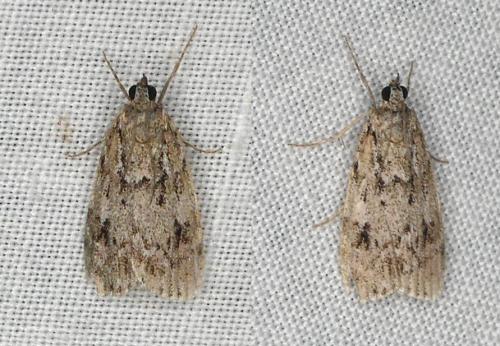 Réf. 348 739 : Scoparia sp.