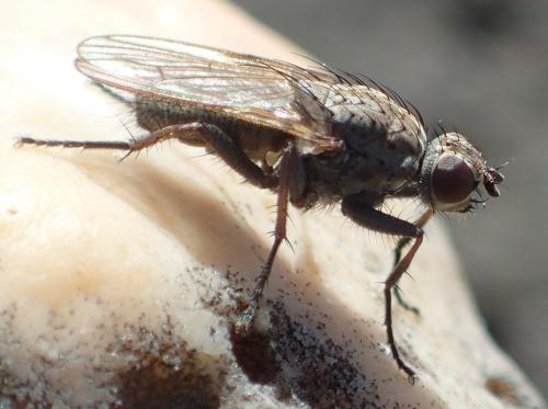 Fucellia maritima