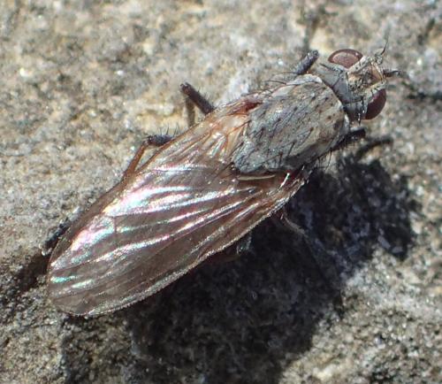 Fucellia maritima