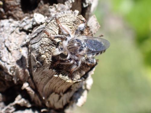 Réf. 348 775 : Pycnopogon fasciculatus