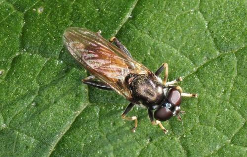 Xylota sp.