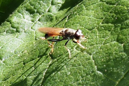 Xylota sp.