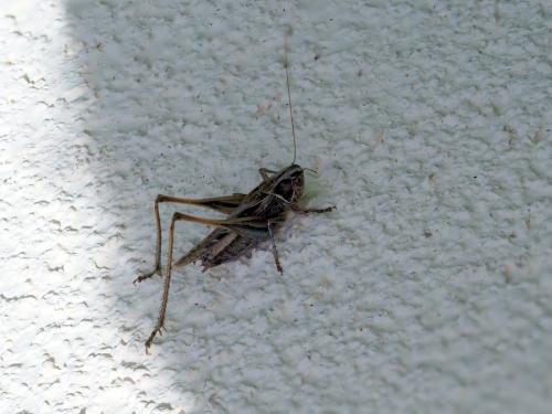 Tessellana tessellata tessellata