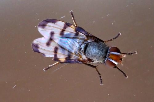 Herina tristis