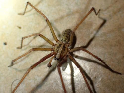 Eratigena saeva