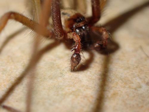 Eratigena saeva