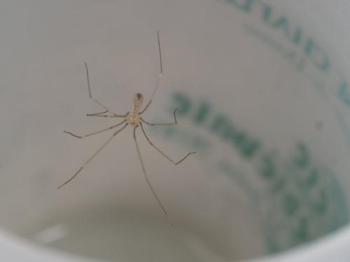Pholcus sp.