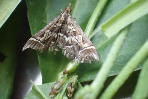 Diasemia reticularis