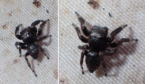 Evarcha arcuata