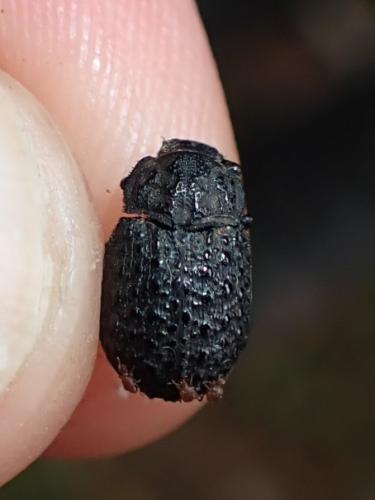 Trox perlatus