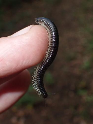 Réf. 348 859 : Tachypodoiulus niger