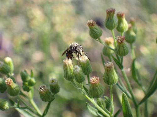 Lasioglossum sp.